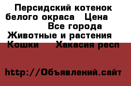 Персидский котенок белого окраса › Цена ­ 35 000 - Все города Животные и растения » Кошки   . Хакасия респ.